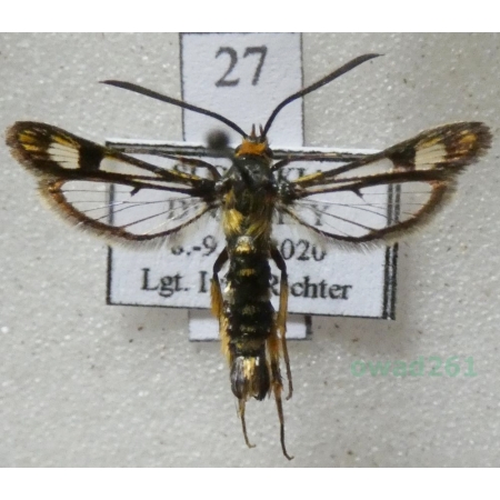 Chamaesphecia tenthrediniformis (Denis & Schiffermüller, 1775) Slovakia27n